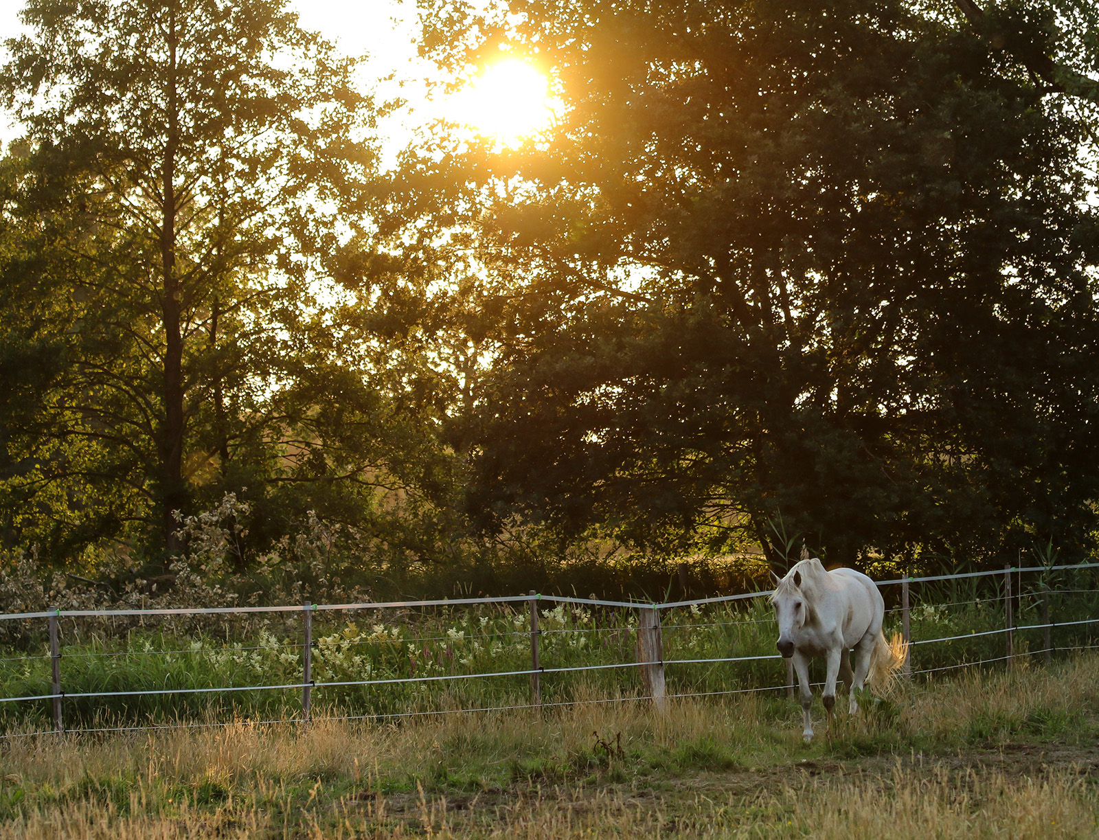 weidesaison pferd weide start pferdetrends