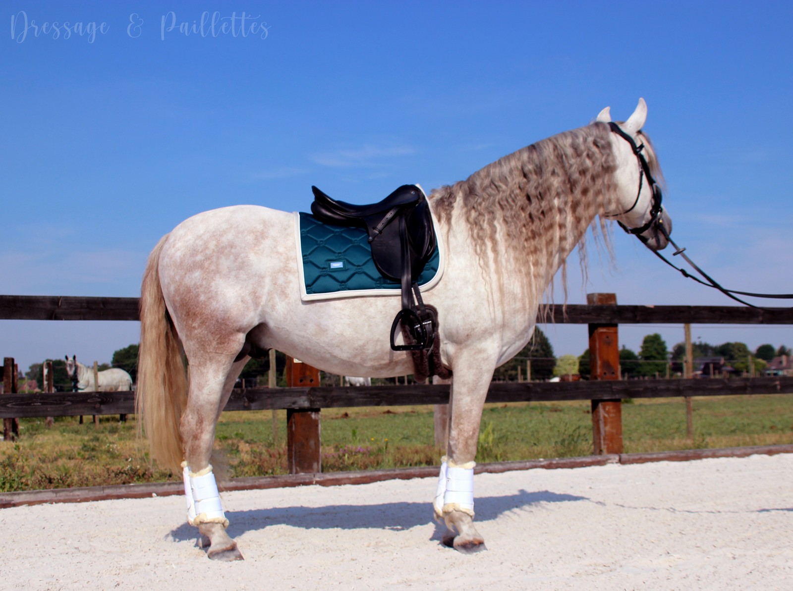 09 Daphné Lefèvre Dressage Paillettes