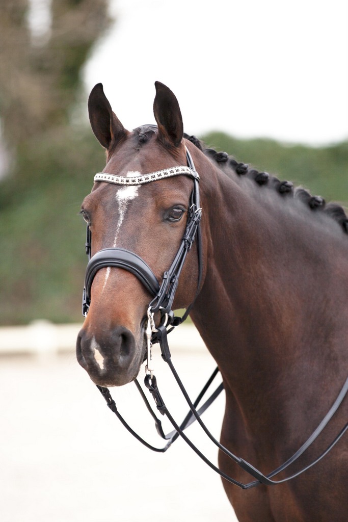 ANKY Bridle ATH18002 HR