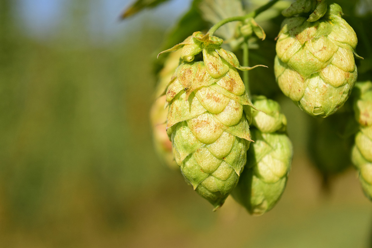 hopfen pixabay