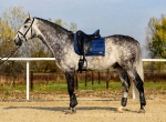 Anky / Twilight Blue