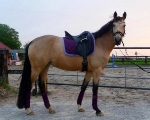 BR / Prune Purple