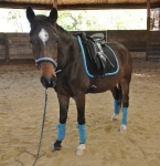 BR / HHS / Black-Caribbean