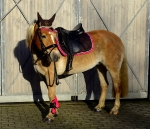 BR / HHS / Choco-Fuchsia