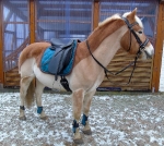 BR / HHS / Petrol-Choco 