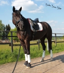 BR / HHS / Champagner-Burgundy