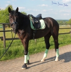 BR / HHS / Lind-Chocolate 