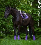 BR / HHS / Lavender-Pflaume