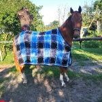 Eskadron / Sonderdralon Petrol-Black designed by pferdetrends