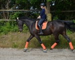 Equiva / 4Horses / Talent Orange-Lemon 