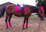 Equiva / 4Horses / Talent Pink-Lila