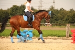 Equiva / 4Horses / Talent Skyblue-Green