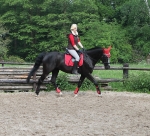  Equiva / 4Horses / Talent Rot-Grau