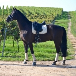 Equiva / 4Horses / Talent Champagne-Schoko