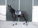 Equiva / 4Horses / Talent Grau