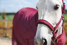 Eskadron / Reflexx Berryfusion-Deepgrey-Silkblue