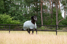 Eskadron / Classic Sports Frühjahr/Sommer 2024