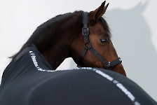 Eskadron / Dynamic Black-Purple-White