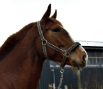 Eskadron / Mocca-Ice