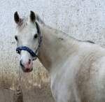 Eskadron / Mocca-Ice