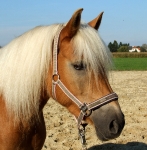 Eskadron / Hibiscus-Toffee-Banana-Espresso-Blue-White