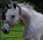 Eskadron / Rosa-Schlamm