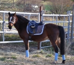 Eskadron / Aqua-Braun-Weiß-Hellgrün