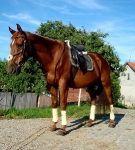 Eskadron / Oliv-Lemon-Blassgrün