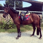 Eskadron / Maritim Navy-Chilli-White-Grey