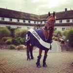 Eskadron / Maritim Navy-Chilli-White-Grey