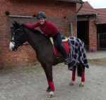 Eskadron / Maritim Navy-Chilli-White-Grey