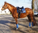 Eskadron / Royal-Navy-Yellow-Beige-White