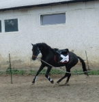 Eskadron / NG Negro-Orange-Navy-Red-White