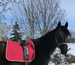 Eskadron / Navy-Green-Red-White-Grey