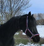 Eskadron / Navy-Green-Red-White-Grey