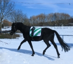 Eskadron / Navy-Green-Red-White-Grey