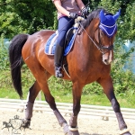 Eskadron / Hibiscus-Toffee-Banana-Espresso-Blue-White