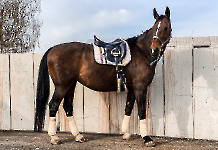 Eskadron / Hibiscus-Toffee-Banana-Espresso-Blue-White