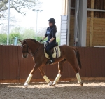 Eskadron / Hibiscus-Toffee-Banana-Espresso-Blue-White