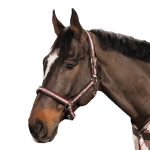 Eskadron Classic Frühjahr/Sommer 2014