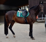 Eskadron / Darknavy-Pink-Smaragdgreen-Orange-White