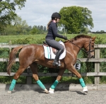 Eskadron / Darknavy-Pink-Smaragdgreen-Orange-White