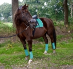 Eskadron / Darknavy-Pink-Smaragdgreen-Orange-White