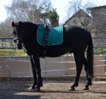 Eskadron / Darknavy-Pink-Smaragdgreen-Orange-White