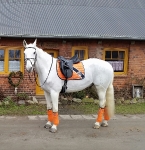 Eskadron / Darknavy-Pink-Smaragdgreen-Orange-White