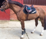 Eskadron / NG Lightgrey-Olive-Caviar-Lime-Cyan-Camouflage-White