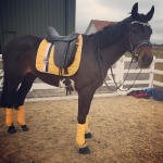 Eskadron / Freshberry-Mango-Mintgreen-Skyblue-Navy-Leaf Green-White