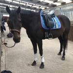 Eskadron / Freshberry-Mango-Mintgreen-Skyblue-Navy-Leaf Green-White