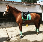 Eskadron / Freshberry-Mango-Mintgreen-Skyblue-Navy-Leaf Green-White