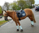 Eskadron / NG Navy-Ice-Pink-Anthra Melange-White